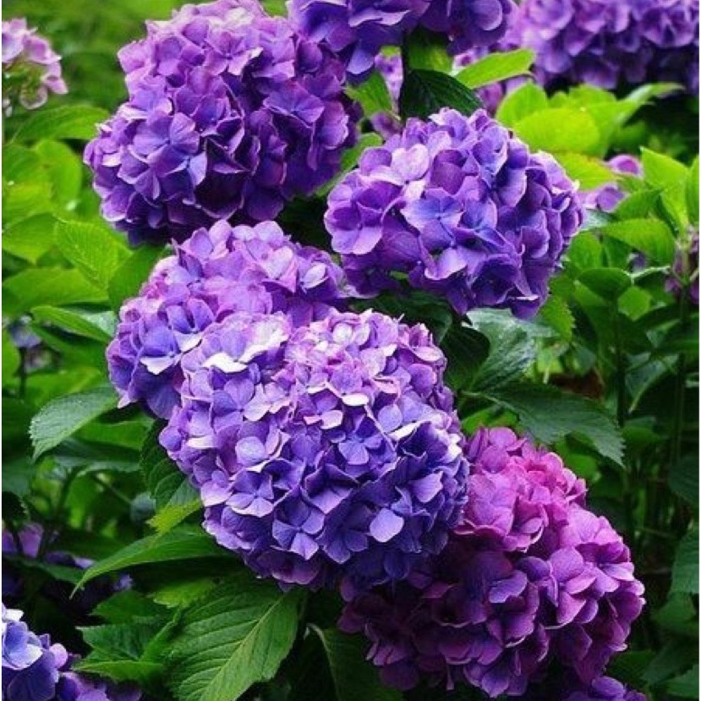 10 Pack | Dark Purple Lavender Hydrangeas Flowers Wedding Bouquet Floral